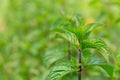 Fresh peppermint trees growing in organic garden. Mint herb Royalty Free Stock Photo