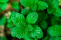 Fresh peppermint trees in organig garden