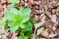 Fresh peppermints growing in the farm