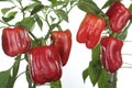 Fresh peppers plant detail