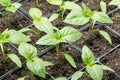 Fresh peppers seedling Royalty Free Stock Photo