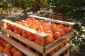 Fresh persimmon fruit in a wooden boxes, close-up