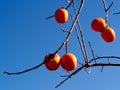Fresh Persimmon on the tree on blue sky background Royalty Free Stock Photo