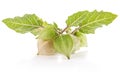 Fresh physalis (cape gooseberry) Royalty Free Stock Photo
