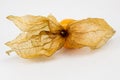 Fresh Physalis Fruit, Cape Gooseberry Royalty Free Stock Photo