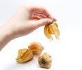 Fresh physalis in the hand isolated on white background. Royalty Free Stock Photo