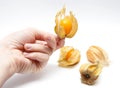 Fresh physalis in the hand isolated on white background. Royalty Free Stock Photo