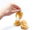 Fresh physalis in the hand isolated on white background. Royalty Free Stock Photo