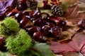 fresh pick chestnuts from the forest Royalty Free Stock Photo