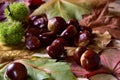 fresh pick chestnuts from the forest Royalty Free Stock Photo