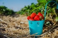 Fresh pick strawberries in a blue bucket on strawberry field Royalty Free Stock Photo