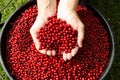 Fresh Picked Alaska Cranberries