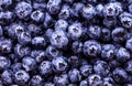 fresh picked blueberries Royalty Free Stock Photo