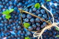 Fresh picked blueberries