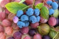 Fresh picked blueberries with gooseberries close up Royalty Free Stock Photo