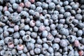 Fresh Picked Blueberries Royalty Free Stock Photo