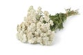 Fresh picked bouquet of white Common yarrow flowers