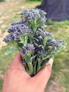 Fresh picked broccoli florets