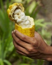 Fresh Picked Cacao Fruit Royalty Free Stock Photo