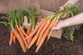 Fresh picked carrots