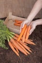 Fresh picked carrots