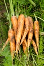 Fresh picked carrots close up backgrounds Royalty Free Stock Photo