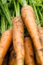 Fresh picked carrots close up backgrounds Royalty Free Stock Photo