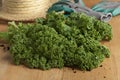 Fresh picked curly kale Royalty Free Stock Photo