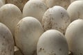 Fresh picked dirty goose eggs close up Royalty Free Stock Photo