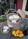 Fresh picked from the garden white pumpkins and yellow squash fruits lying in box.