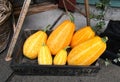 Fresh picked from the garden yellow squash fruits lying in box.