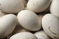 Fresh picked goose eggs full frame close up Royalty Free Stock Photo