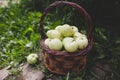 Fresh picked green apples in wooden basket outdoors Royalty Free Stock Photo