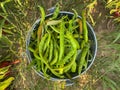 Fresh picked green pepper in basket Royalty Free Stock Photo