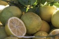 Fresh picked lemons at the market with leaves