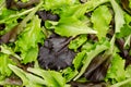 Fresh picked loose leaf lettuce, pluck lettuce, close-up from above Royalty Free Stock Photo