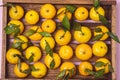 Fresh Picked Mandarins on Wooden Tray Tasty Fruits Citrus Vitamins Horizontal Oranges Background Royalty Free Stock Photo