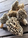 fresh picked Morel mushrooms laying on wood boards