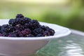 Fresh picked mulberries in a white bowl on a glass table close up selective focus