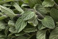 Fresh picked oregano leaves close up full frame Royalty Free Stock Photo