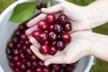 fresh picked organic cherries Royalty Free Stock Photo