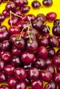 Fresh picked organic cherries Royalty Free Stock Photo