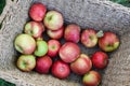 Fresh picked organic red apples in basket in autumn Royalty Free Stock Photo