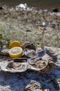 Fresh picked oysters on sea coast with silver glasses