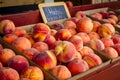 Fresh picked peaches from orchard Royalty Free Stock Photo