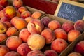 Fresh picked peaches from orchard Royalty Free Stock Photo