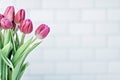 Fresh picked pink red tulips ina white vase Royalty Free Stock Photo