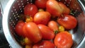 Fresh picked plum tomatoes Royalty Free Stock Photo