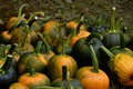 Fresh picked pumpkins in NH