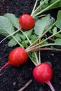 Fresh-Picked Radishes